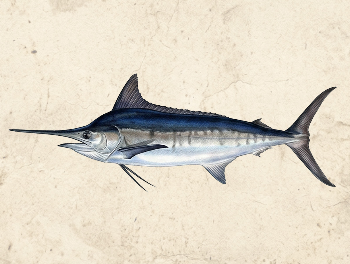 Marlin (Black)
